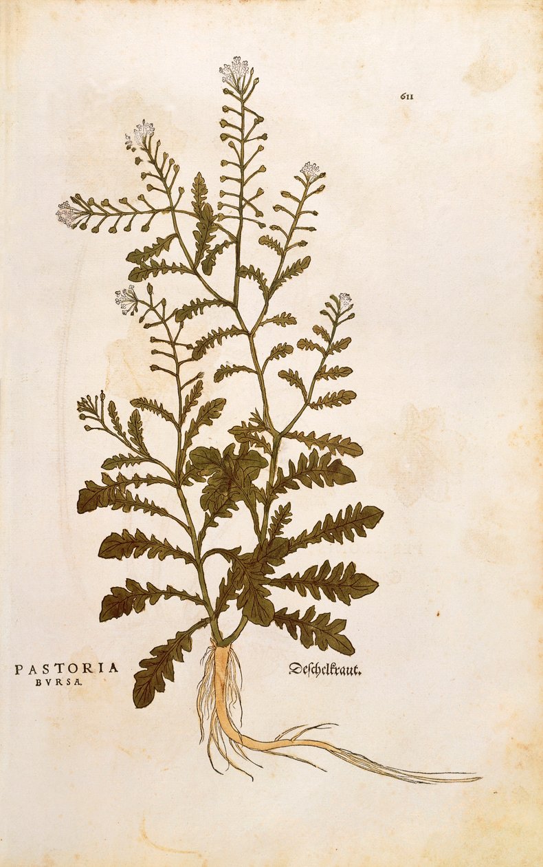 Hyrdepung - Capsella bursa-pastoris (Pastoria bursa) af Leonhart Fuchs fra De historia stirpium commentarii insignes (Notable Commentarars on the History of Plants) farvet gravering af Leonhard Fuchs
