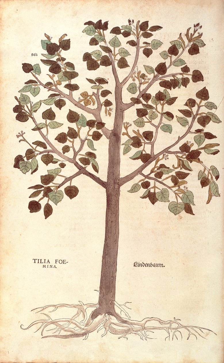 Småbladet lime - Tilia cordata (Tilia foemina) af Leonhart Fuchs fra De historia stirpium commentarii insignes (Notable Commentarars on the History of Plants) farvet gravering af Leonhard Fuchs