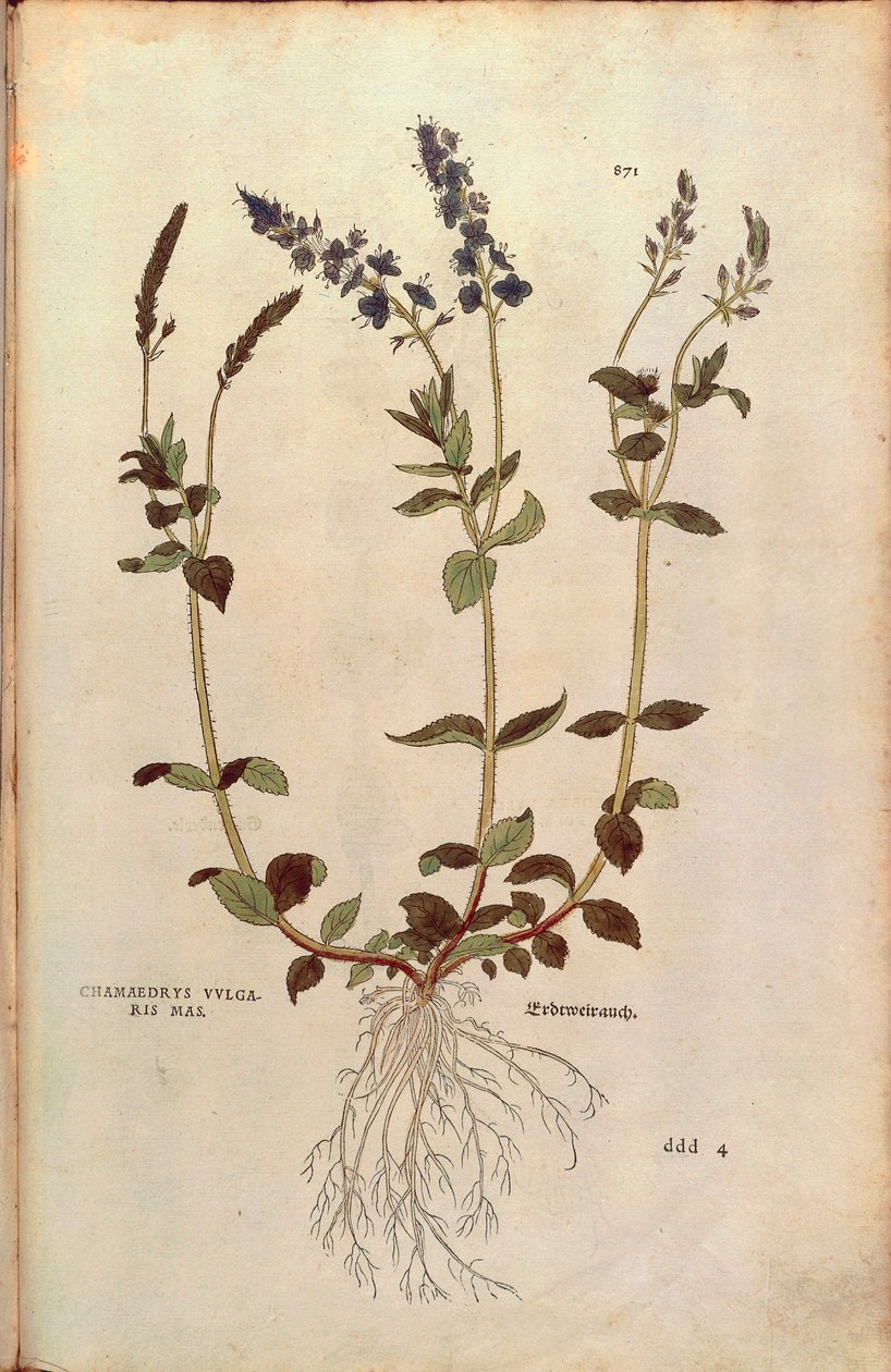 Speedwell - Veronica officinalis eller kompakt blå speedwell - Veronica allionii (Chamaedrys vulgaris mas) af Leonhart Fuchs fra De historia stirpium commentarii insignes (Notable Commentarars on the History of Plants) farvet gravering af Leonhard Fuchs