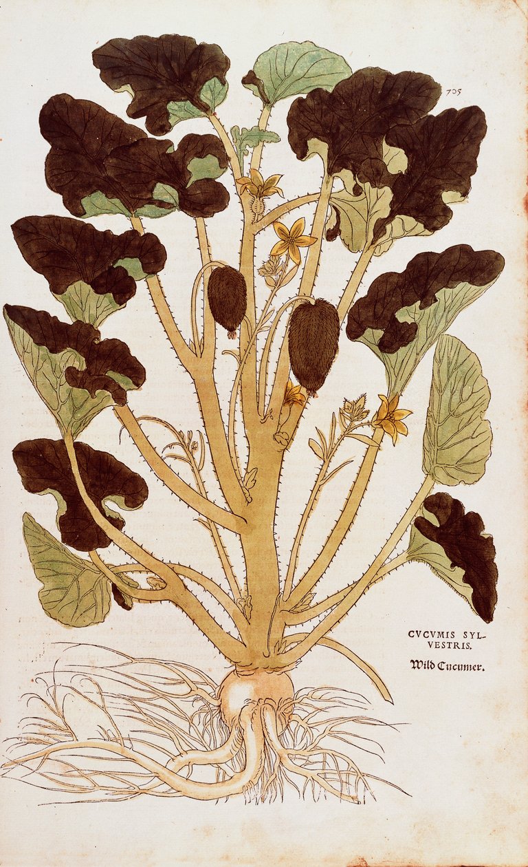 Sprøjtende agurk - Ecballium elaterium (Cucumis sylvestris) af Leonhart Fuchs fra De historia stirpium commentarii insignes (Notable Commentarars on the History of Plants) farvet gravering af Leonhard Fuchs