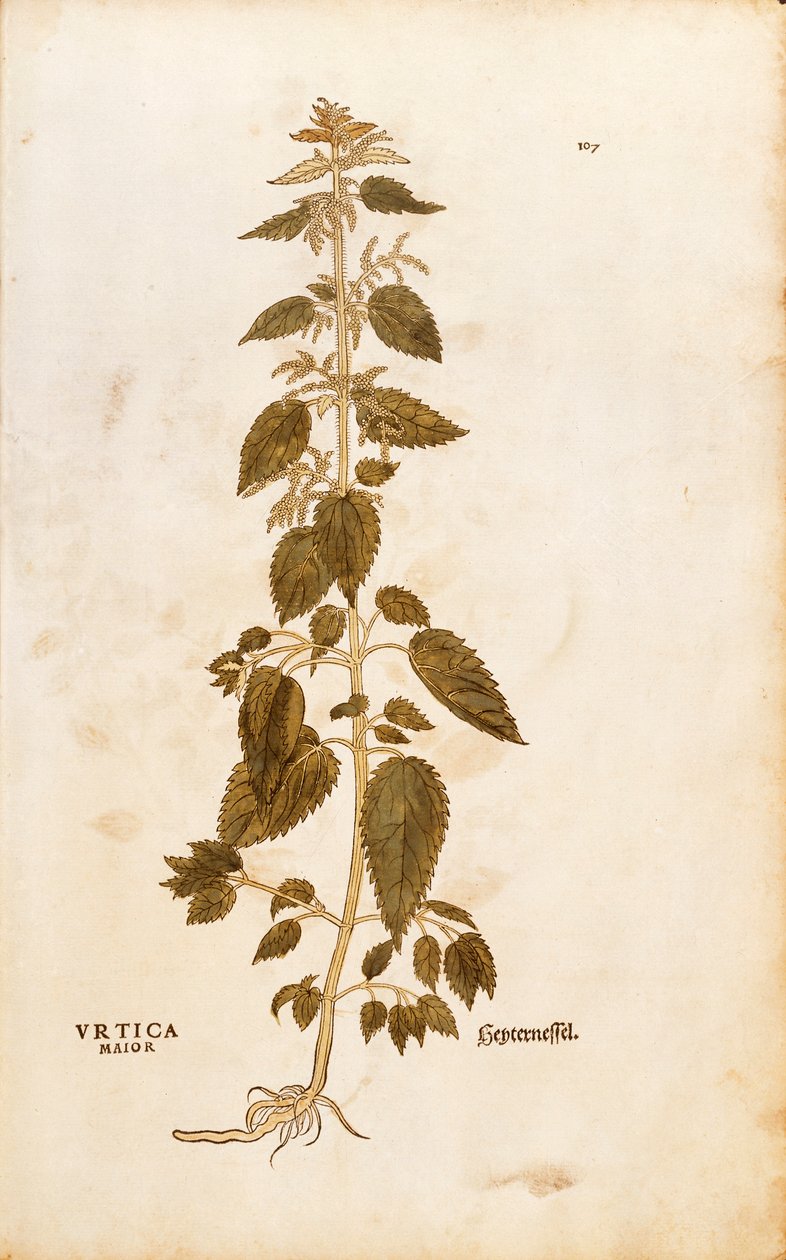 Brændenælde - Urtica dioica (Urtica maior) af Leonhart Fuchs fra De historia stirpium commentarii insignes (Notable Commentarars on the History of Plants), farvet gravering af Leonhard Fuchs