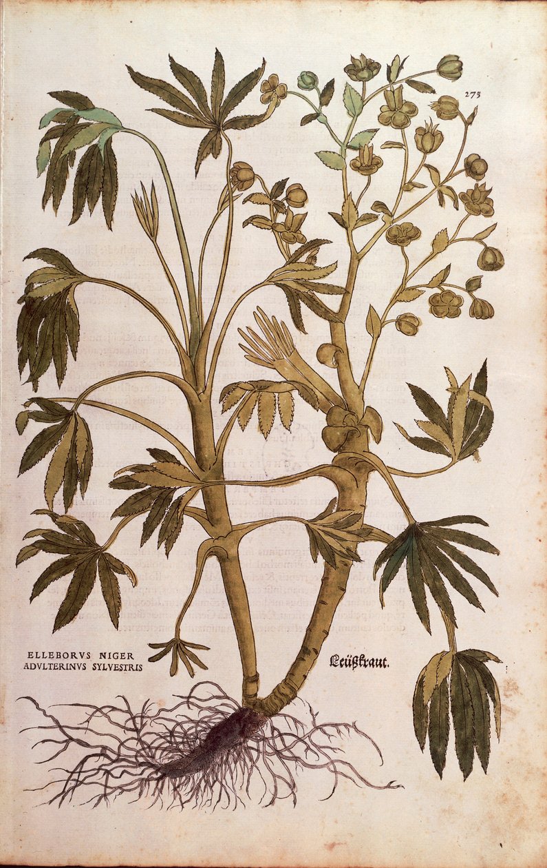 Stinking Hellebore eller Dungwort - Helleborus foetidus (Helleborus niger adulterinus sylvestris) af Leonhart Fuchs fra De historia stirpium commentarii insignes (Notable Commentarars on the History of Plants), farvet gravering af Leonhard Fuchs