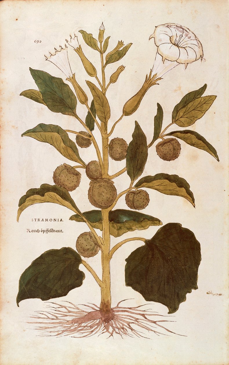 Tornæble eller jimson-ukrudt - Datura stramonium (Stramonia) af Leonhart Fuchs fra De historia stirpium commentarii insignes (Notable Commentarars on the History of Plants), farvet gravering af Leonhard Fuchs
