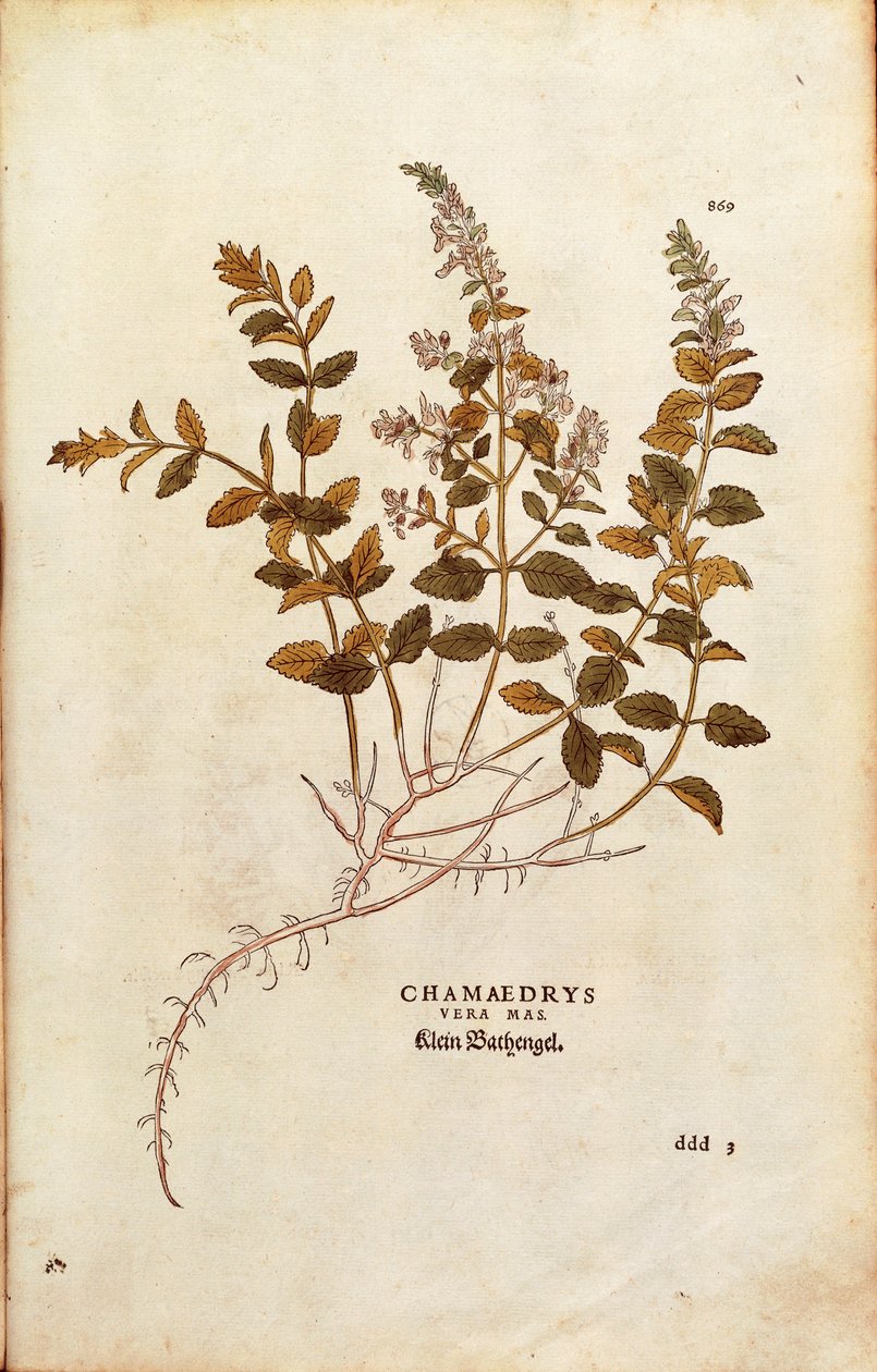 Wall Germander - Teucrium chamaedrys (Chamaedrys vera mas) af Leonhart Fuchs fra De historia stirpium commentarii insignes (Notable Commentarars on the History of Plants) farvet gravering af Leonhard Fuchs