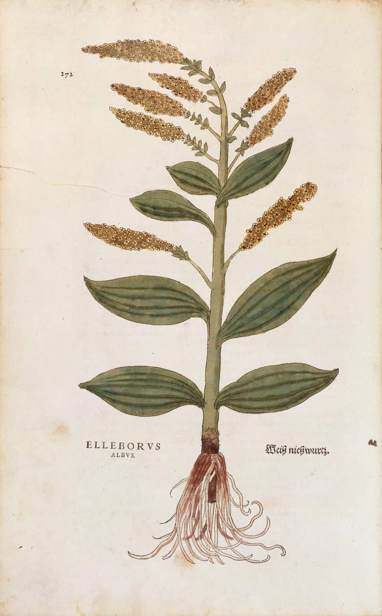 White Hellebore - Veratrum album (Elleborus albus) af Leonhart Fuchs fra De historia stirpium commentarii insignes (Notable Commentarars on the History of Plants), farvet gravering af Leonhard Fuchs