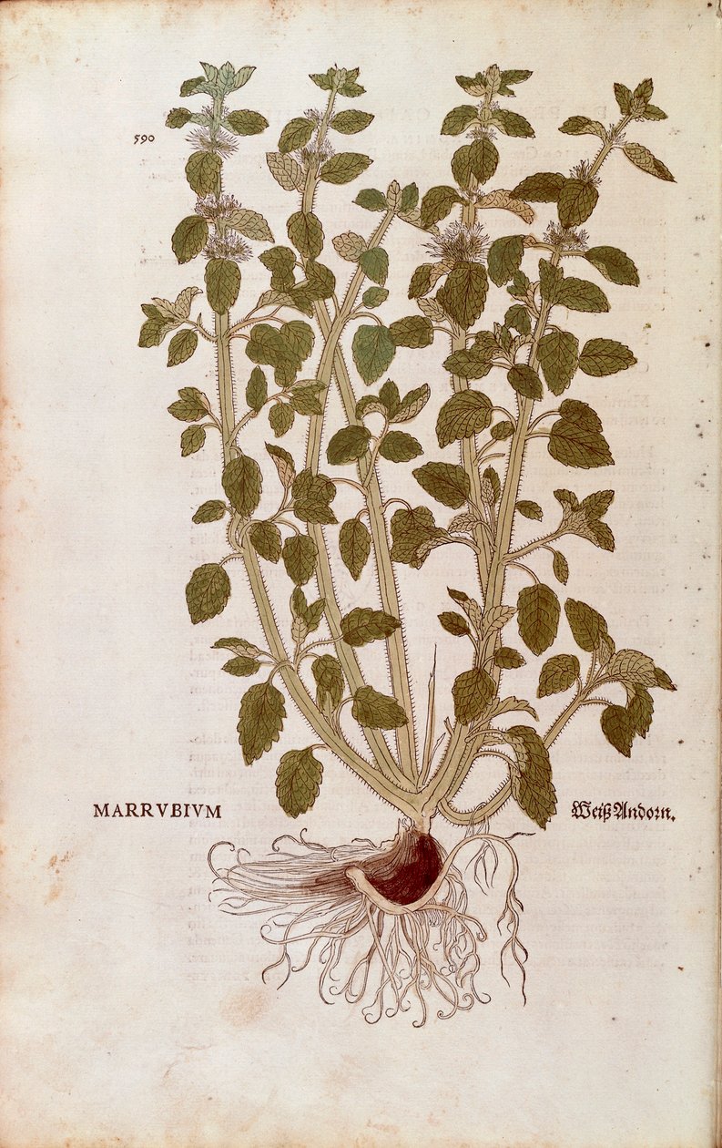 White Horehound (Marrubium vulgare) af Leonhart Fuchs fra De historia stirpium commentarii insignes (Notable Commentarars on the History of Plants) farvet gravering af Leonhard Fuchs