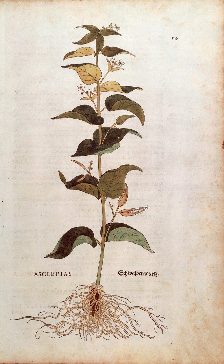 Hvid svaleurt - Cynanchum vincetoxicum (Asclepias) af Leonhart Fuchs fra De historia stirpium commentarii insignes (Notable Commentarars on the History of Plants) farvet gravering af Leonhard Fuchs