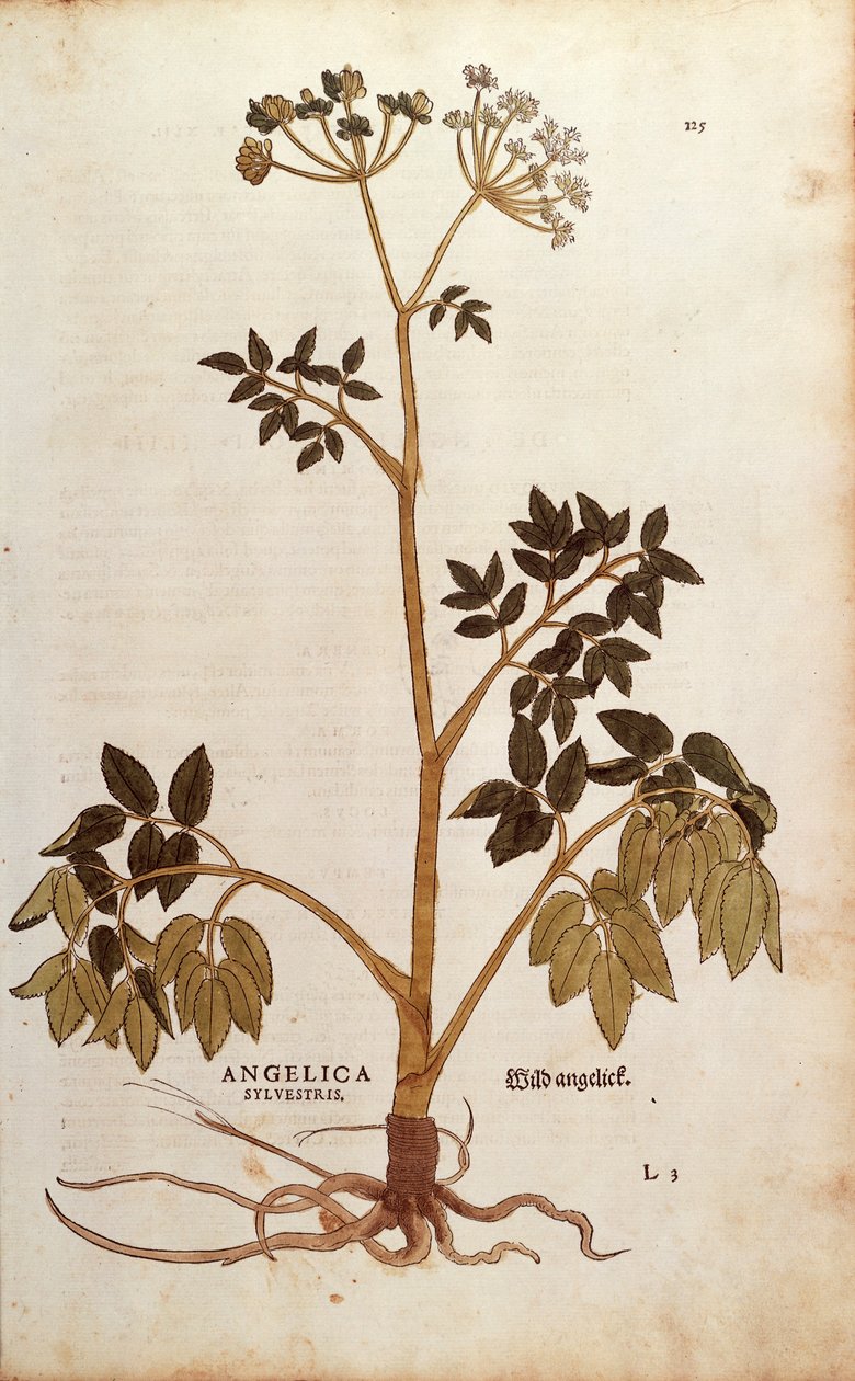 Wild Angelica (Angelica sylvestris) af Leonhart Fuchs fra De historia stirpium commentarii insignes (Notable Commentarars on the History of Plants) farvet gravering af Leonhard Fuchs