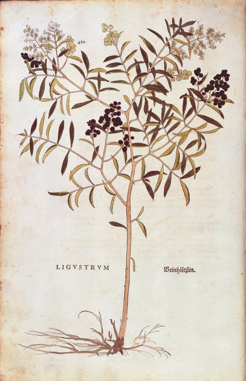 Wild Privet (Ligustrum vulgare) af Leonhart Fuchs fra De historia stirpium commentarii insignes (Notable Commentarars on the History of Plants) farvet gravering af Leonhard Fuchs