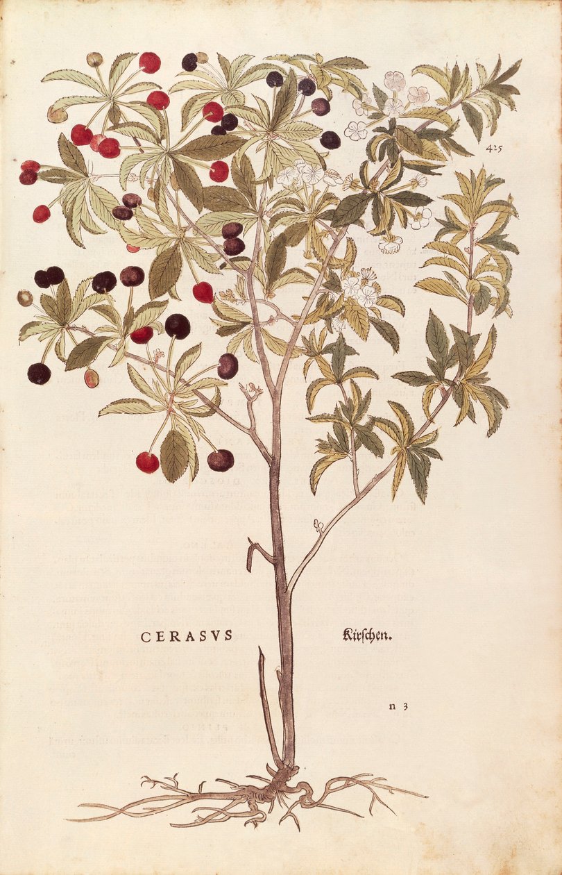 Vilde kirsebær - Prunus avium (Cerasus) af Leonhart Fuchs fra De historia stirpium commentarii insignes (Notable Commentaries on the History of Plants) farvet gravering af Leonhard Fuchs