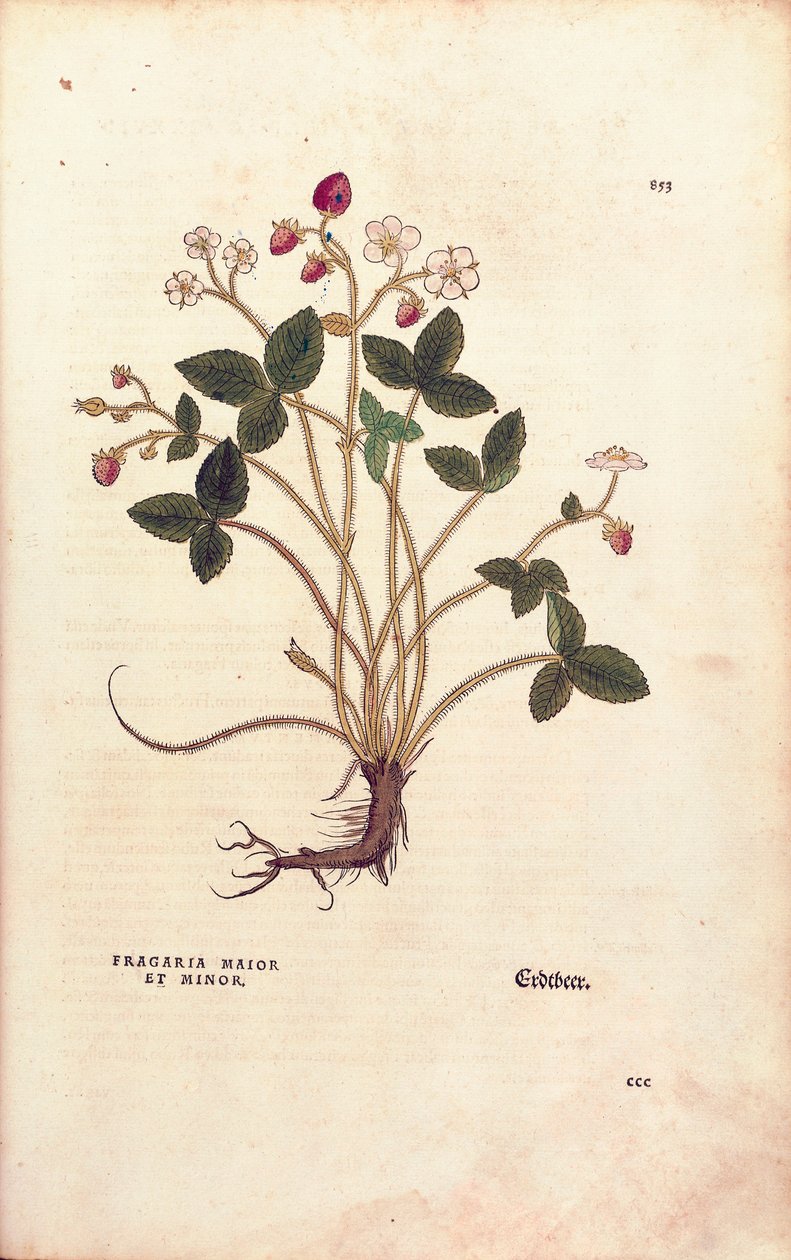 Skovjordbær - Fragaria vesca (Fragaria maior et minor) af Leonhart Fuchs fra De historia stirpium commentarii insignes (Notable Commentarars on the History of Plants), farvet gravering af Leonhard Fuchs