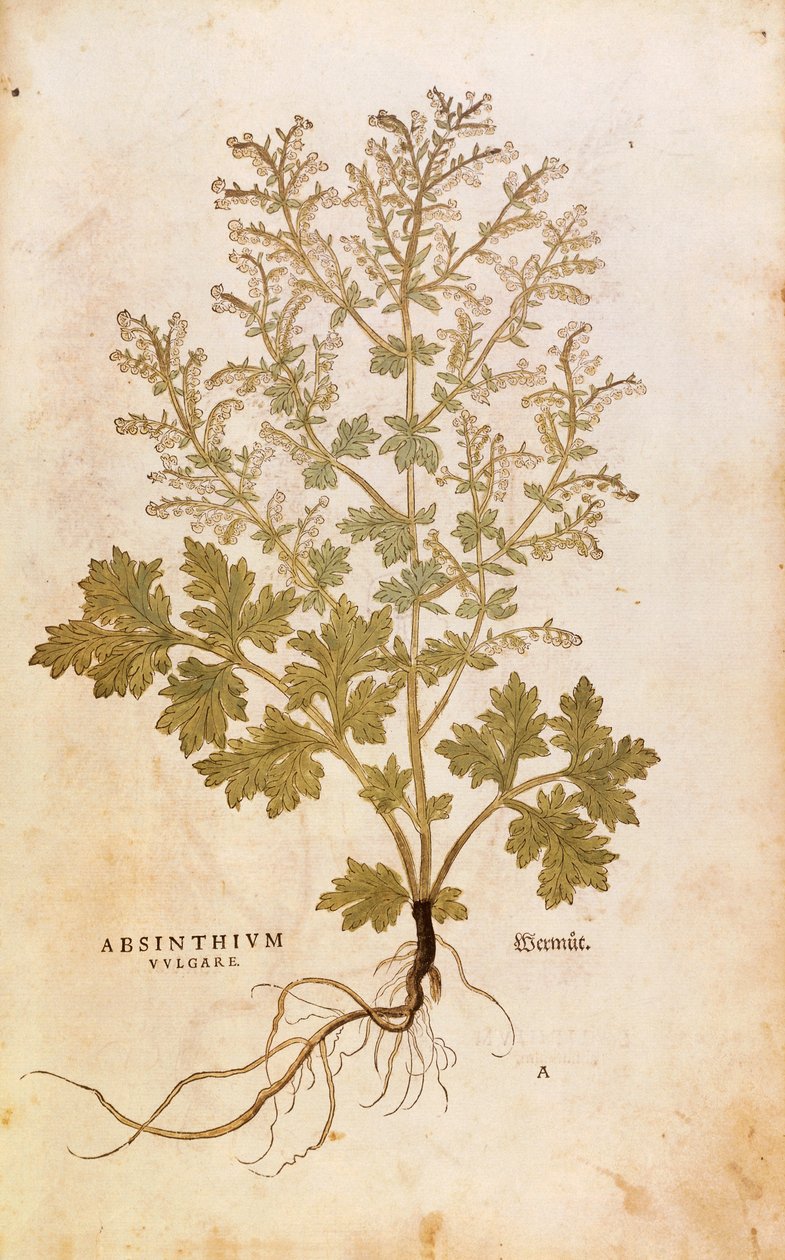 Malurt - Artemisia absinthium (Absinthium vulgare) af Leonhart Fuchs fra De historia stirpium commentarii insignes (bemærkelsesværdige kommentarer til planternes historie), farvet stik af Leonhard Fuchs