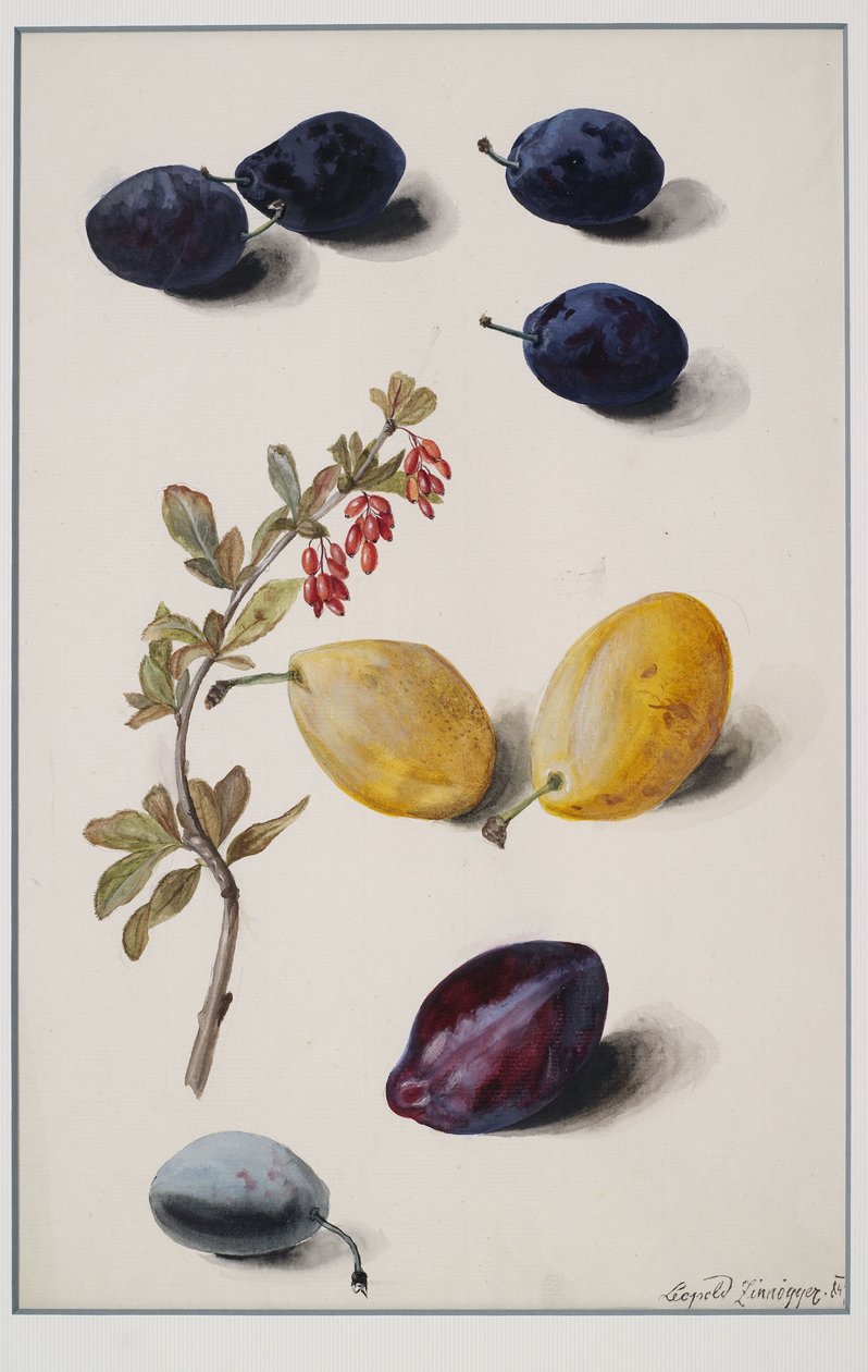 frugt af Leopold Zinnogger