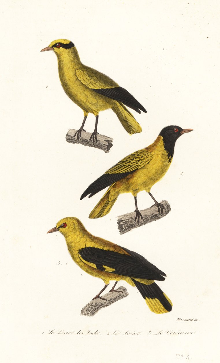 Oriole arter. af Leopold Massard