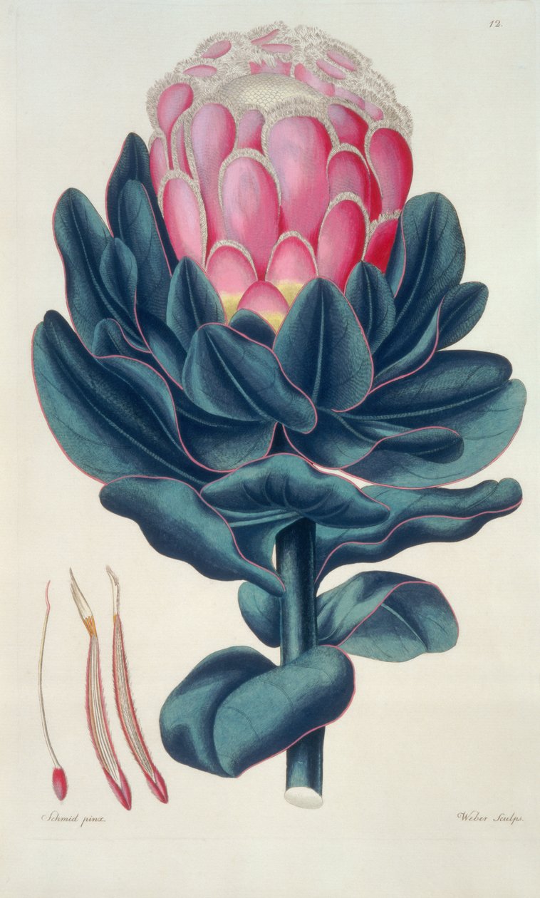 Protea Beautiful, Perigonia Pistille (Pl.12) fra 