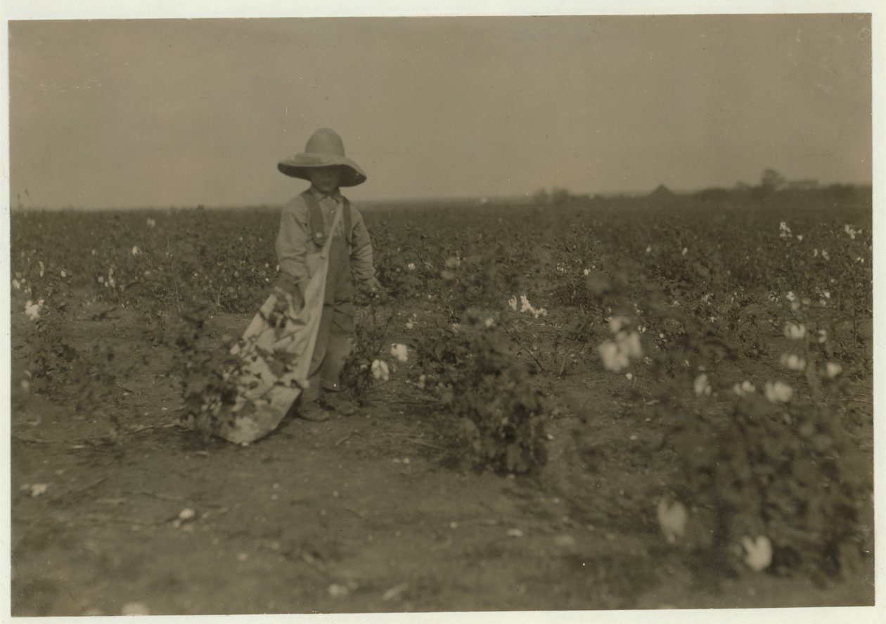 5-årige Willie Hesse plukker 15 pund bomuld om dagen på sine forældres 80 hektar store gård nær West, Texas, 1913 af Lewis Wickes Hine