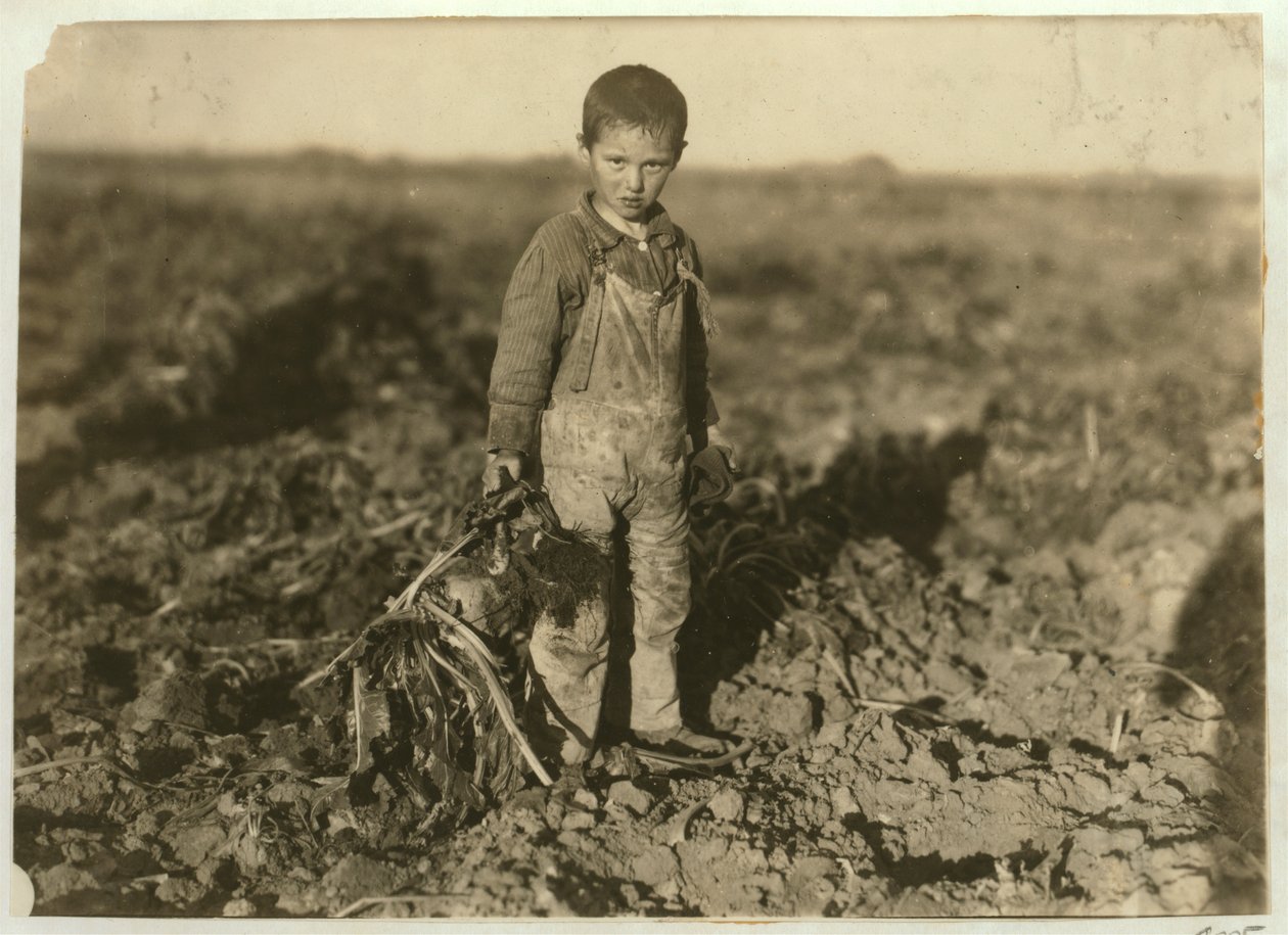6-årige Jo trækker sukkerroer på en gård nær Sterling, Colorado, 1915 af Lewis Wickes Hine