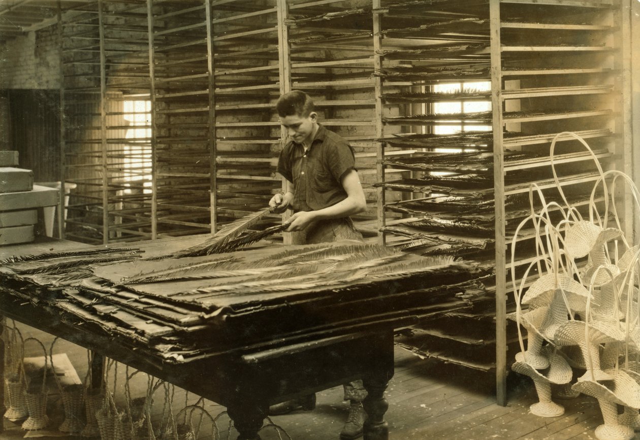En 15-årig dreng sorterer cycasblade hos Boston Floral Supply Company af Lewis Wickes Hine