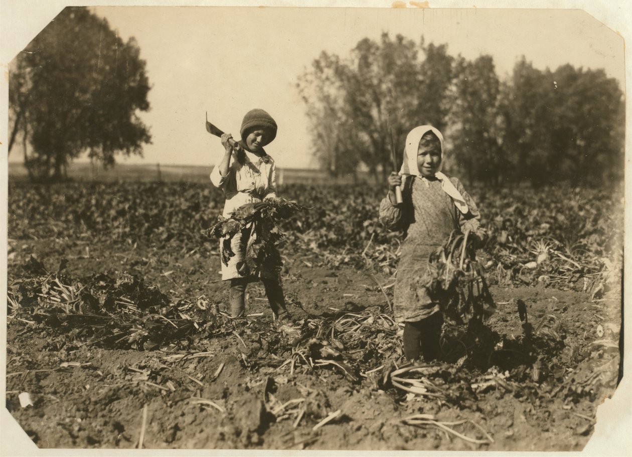 Amelia og Mary Luft, 9 og 12, skærer sukkerroer på gården nær Sterling, Colorado, 1915 af Lewis Wickes Hine