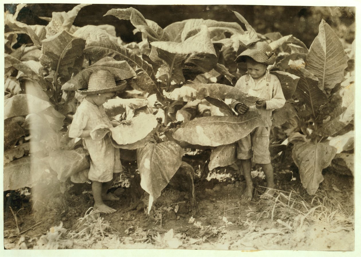 Amos 6 og Horace 4 orme- og sugetobaksplanter hele dagen til deres far John Neal i Warren County, Albaton, Kentucky, 1916 af Lewis Wickes Hine