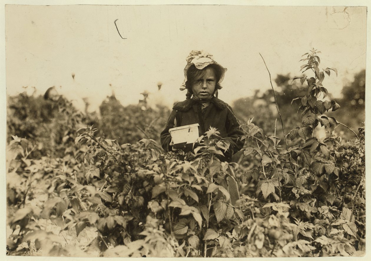 Annie Bissie plukker bær på markerne nær Baltimore, Maryland, 1909 af Lewis Wickes Hine