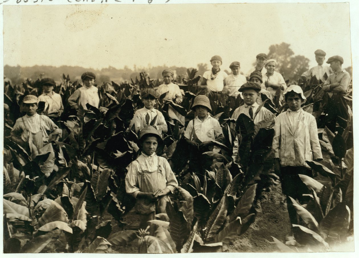 Goodrich Tobacco Farm, nær Gildersleeve, Connecticut, 1917 af Lewis Wickes Hine