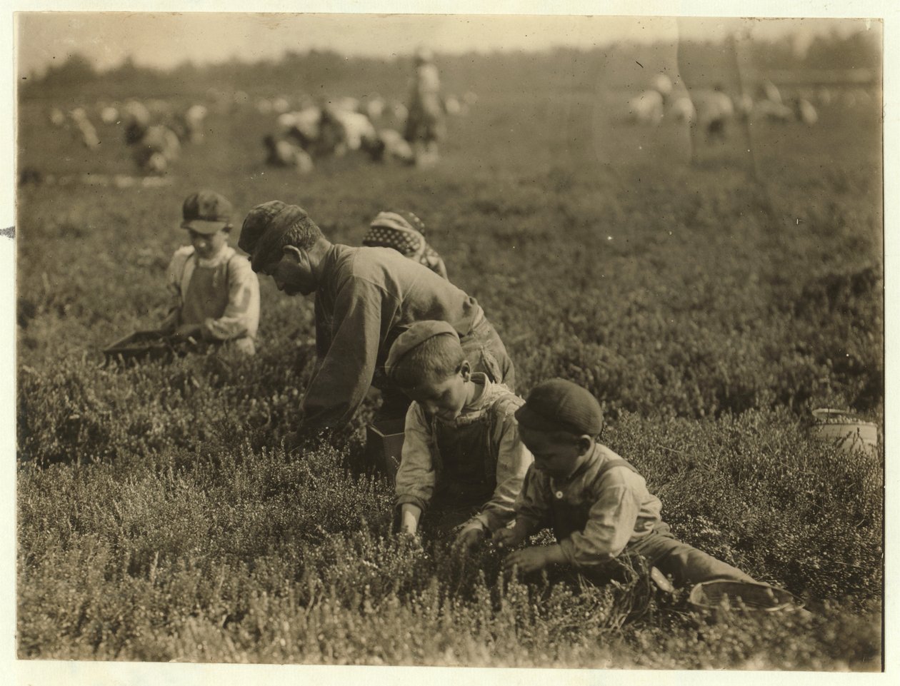 Jo Arnao 3, plukker tranebær sammen med sin bror 6 og søster 9 i Whites Bog, Browns Mills, New Jersey, 1910 af Lewis Wickes Hine