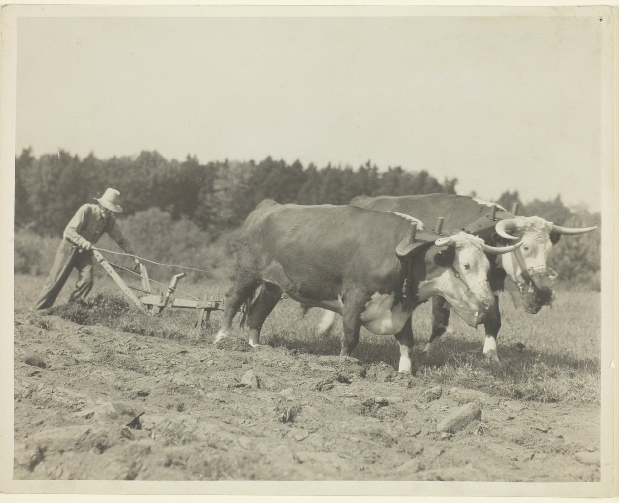 Landlig scene i det centrale Maine, mange okser bruges stadig af Lewis Wickes Hine