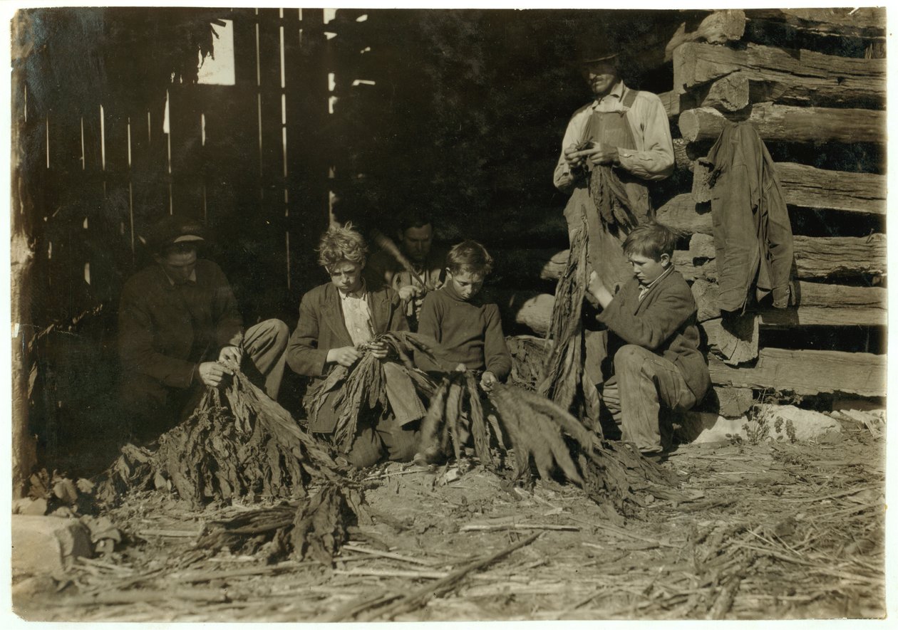 Sønner af J.H. Burch i alderen 12, 14 og 17 år som stripper tobak i skoletiden i Warren County, Rockfield, Kentucky, 1916 af Lewis Wickes Hine
