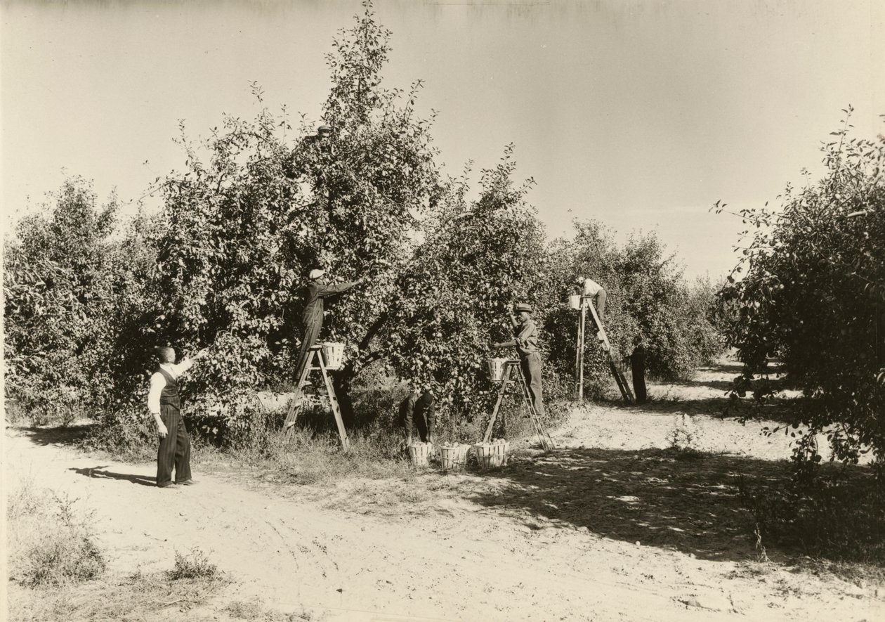 Uden titel, ca. 1935. af Lewis Wickes Hine