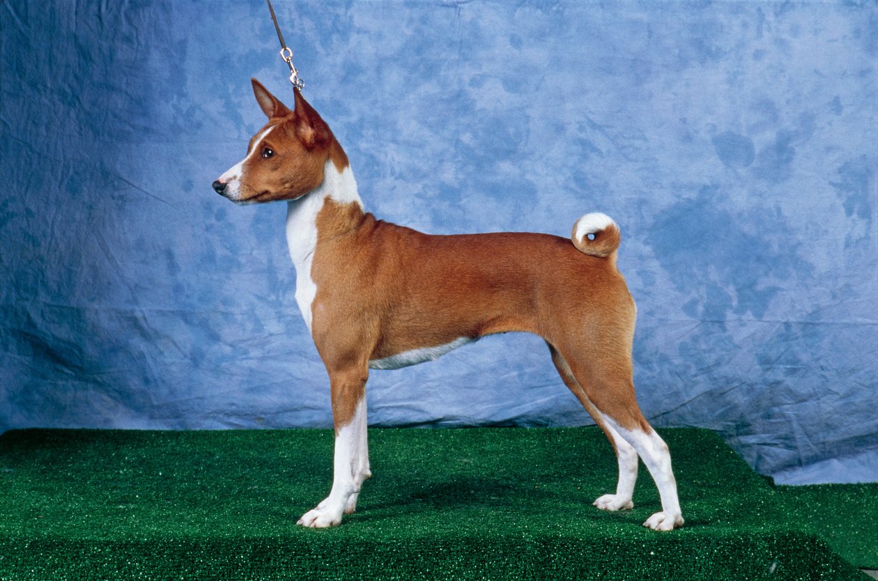 Basenji-hund (Foto) af Unbekannt Unbekannt