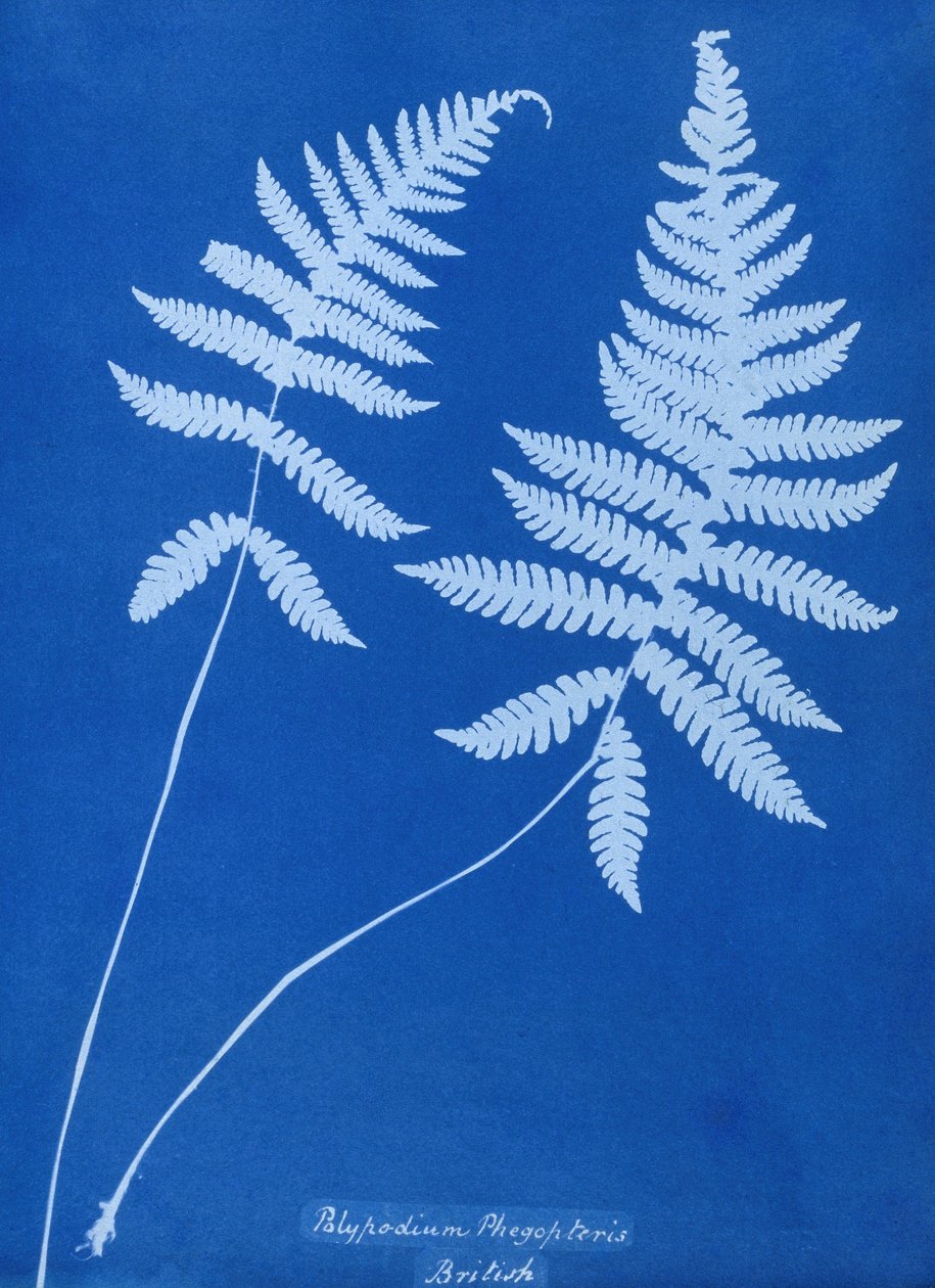 Cyanotype af Polypodium phegopteris af Unbekannt Unbekannt