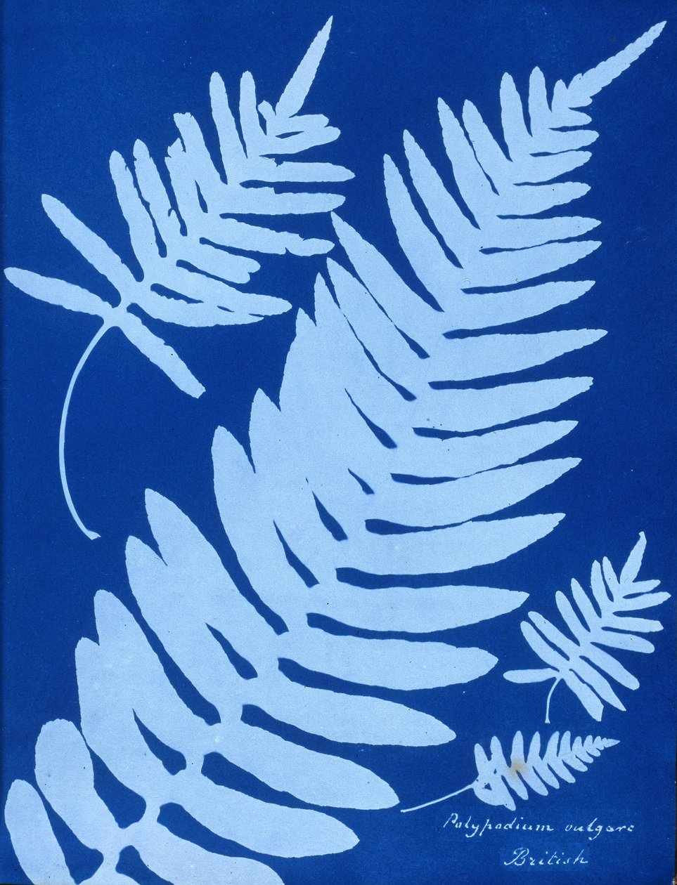 Cyanotype af Polypodium vulgare af Unbekannt Unbekannt