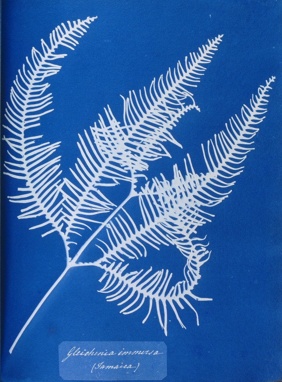 Cyanotype af en jamaicansk bregne, Gleichenia immensa af Unbekannt Unbekannt