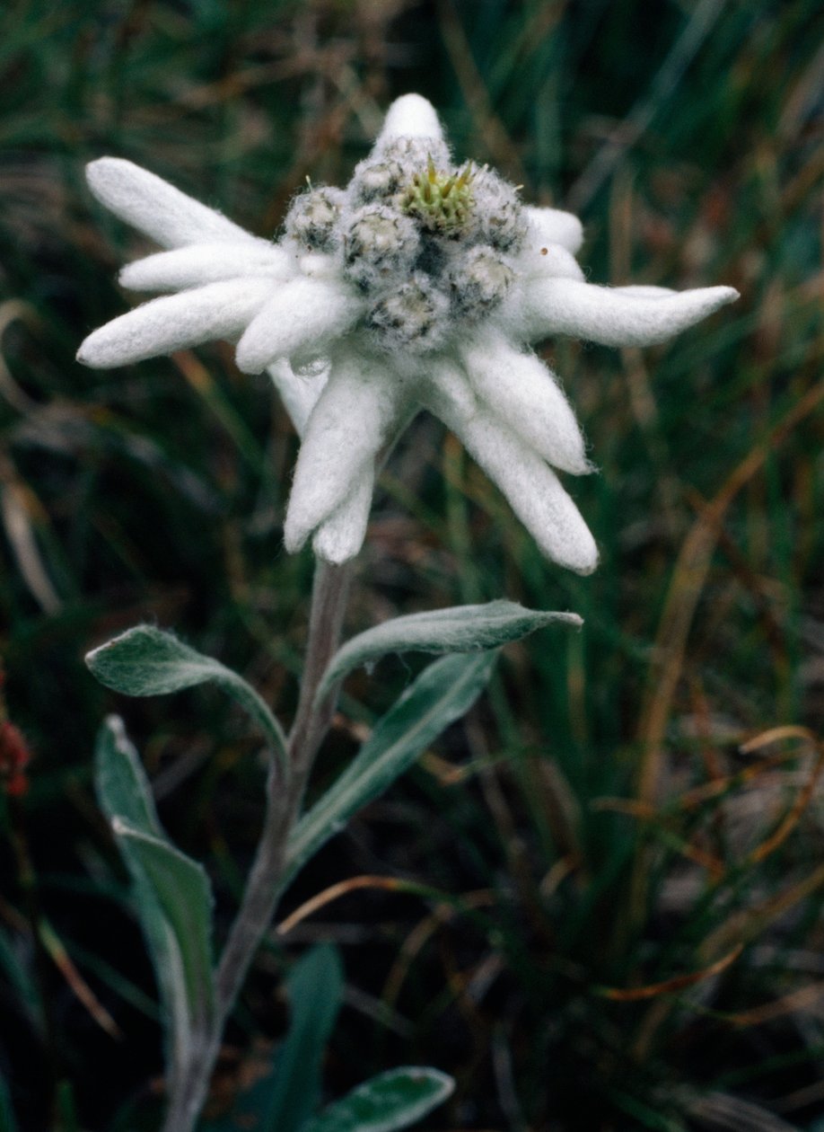 Edelweiss (foto) af Unbekannt Unbekannt