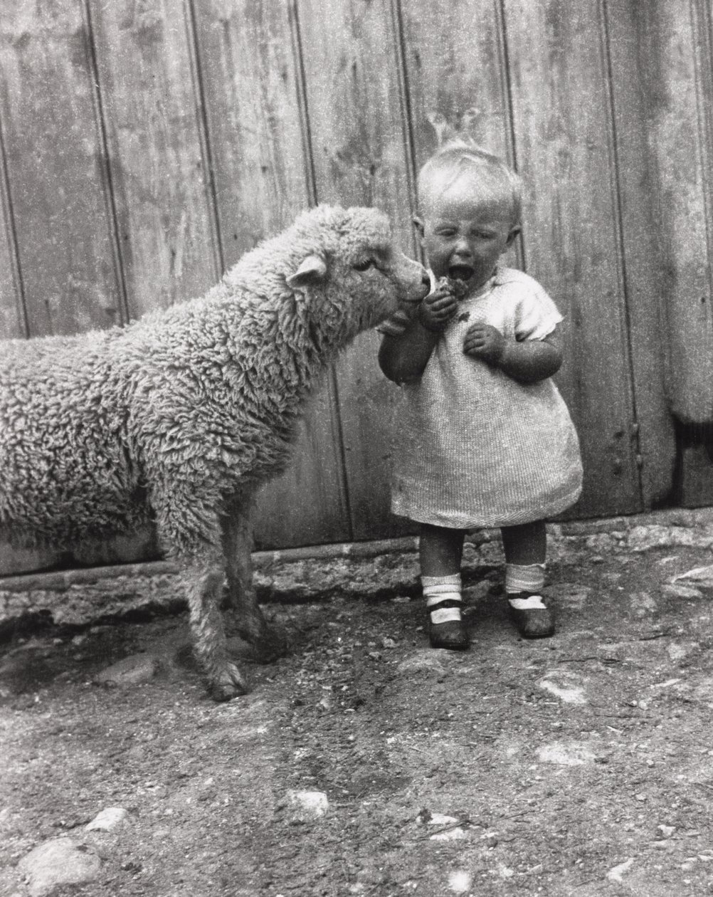 Lam interesserer sig meget for et lille barns snack, ca 1930
