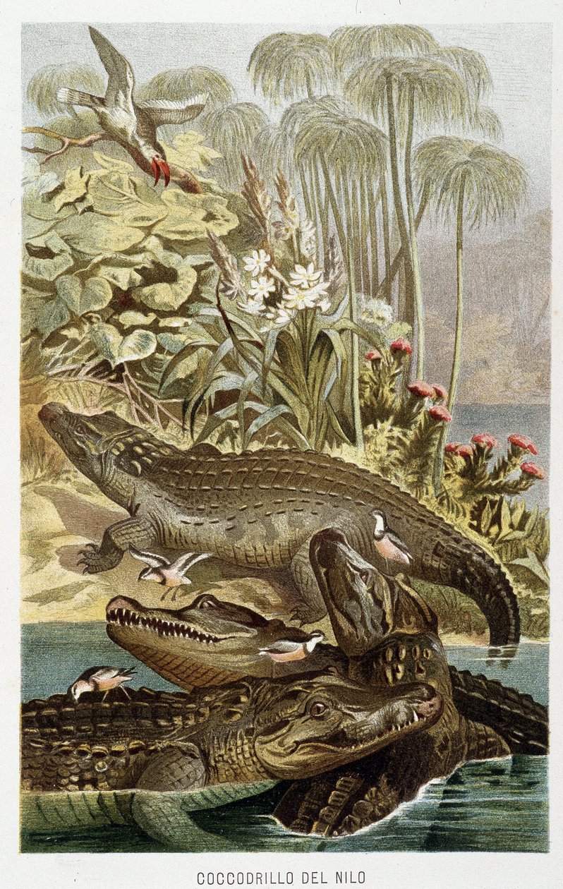 Nile Crocodiles (crocodylus niloticus) - i "The Life of Animals" af A.E. Brehm, Torino af Unbekannt Unbekannt