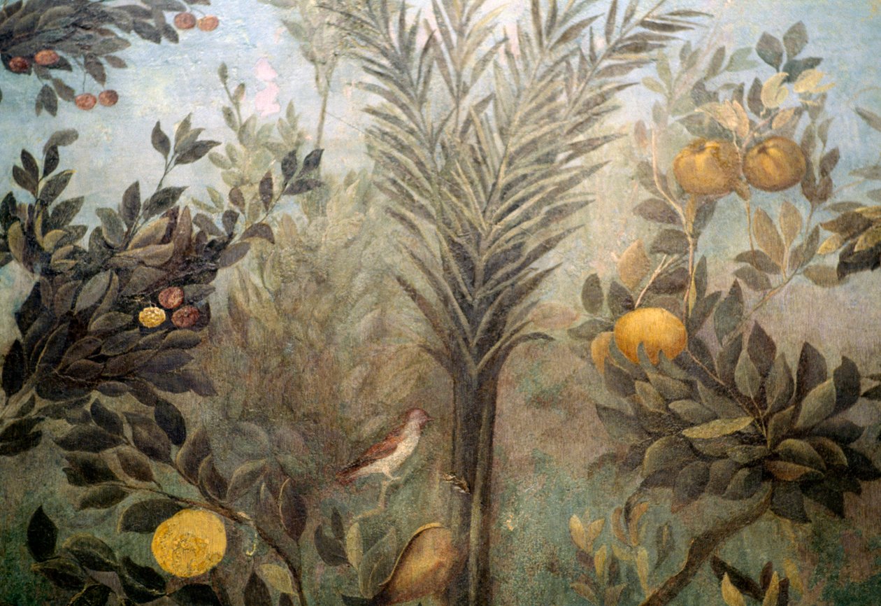 Granatæbletræ, detalje fra en fresco, der viser en have med frugttræer og fugle, fra Huset Livia på Palatinerhøjen, Rom, Italien. romersk civilisation af Unbekannt Unbekannt