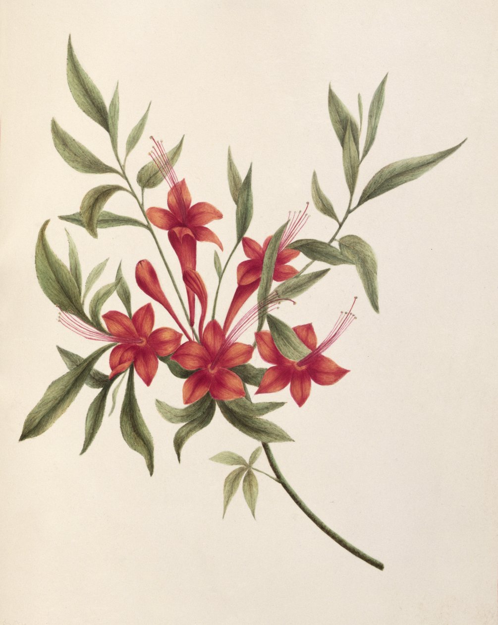 Fuschia af Lili Cartwright