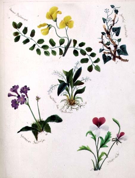 Vilde blomster (side fra en skitsebog med vers) af Lili Cartwright