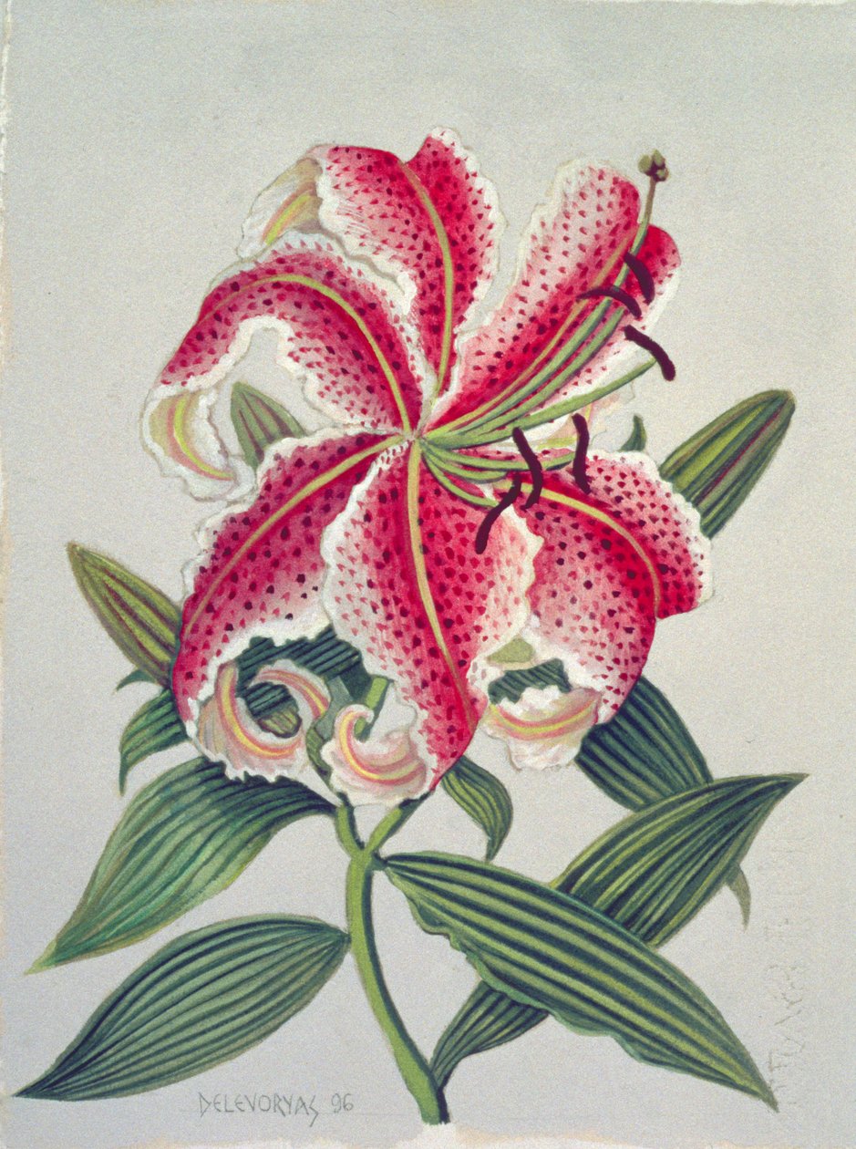 Botanisk lilje, 1996 (wc på papir) af Lillian Delevoryas