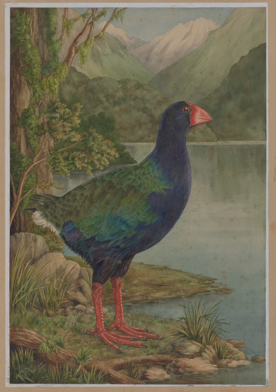 Akvarel illustration af takahe af Lily Attey Daff