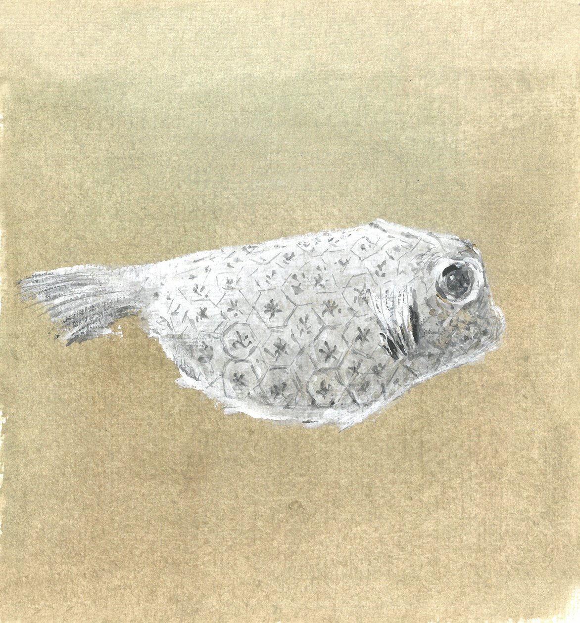 Box Fish, Sri Lanka, 2015 af Lincoln Seligman