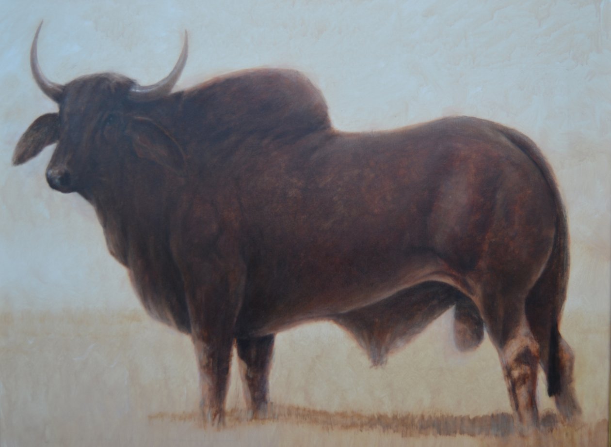 Brahmin Bull af Lincoln Seligman