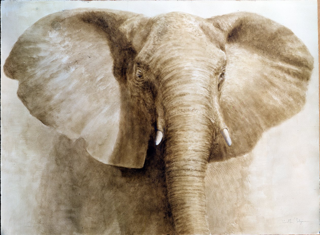 Elefant, 2004 (akryl på papir) af Lincoln Seligman
