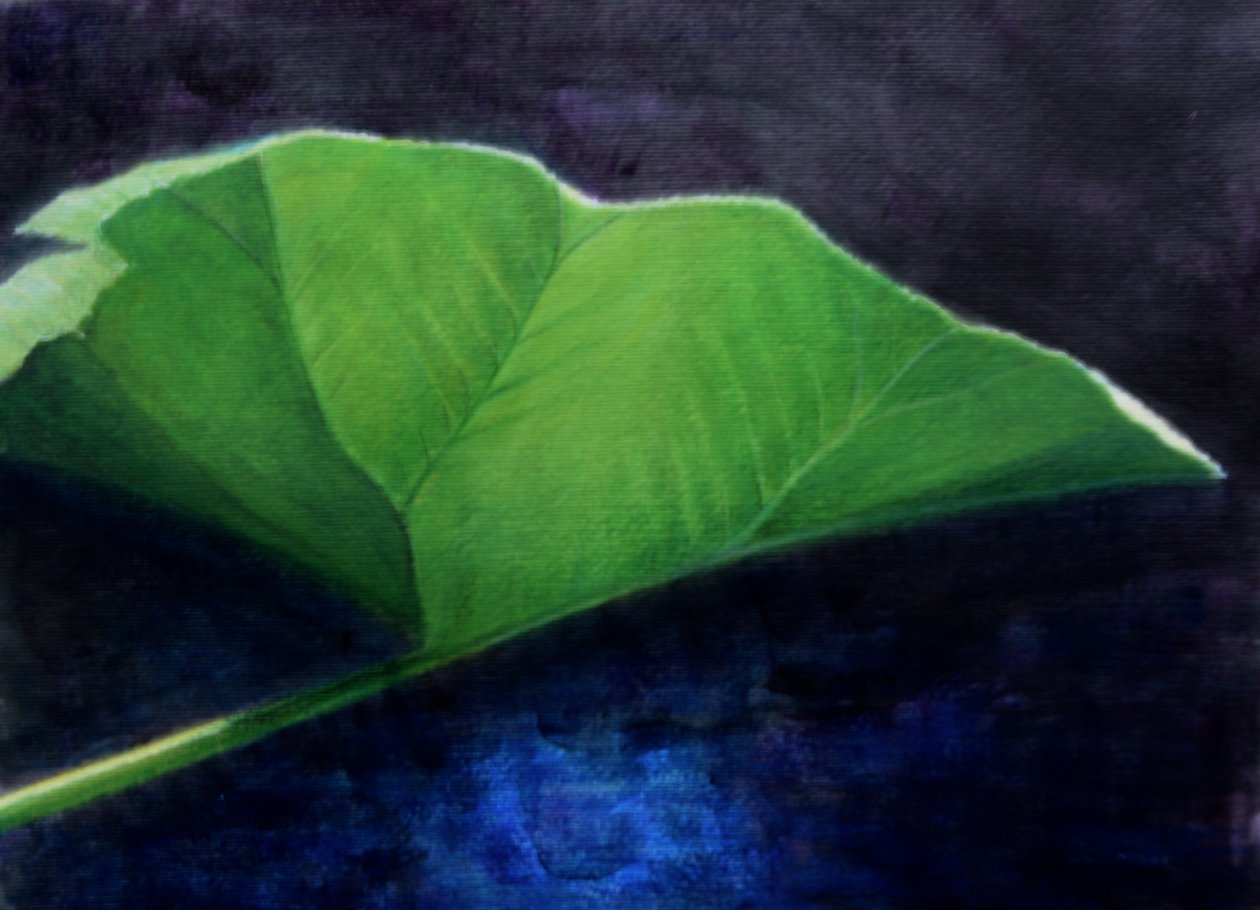 Gunnera Leaf af Lincoln Seligman