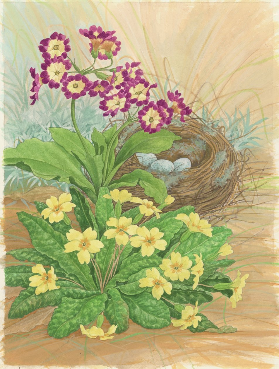 Auricula, Primrose and Nest, 1998 (wc på papir) af Linda Benton