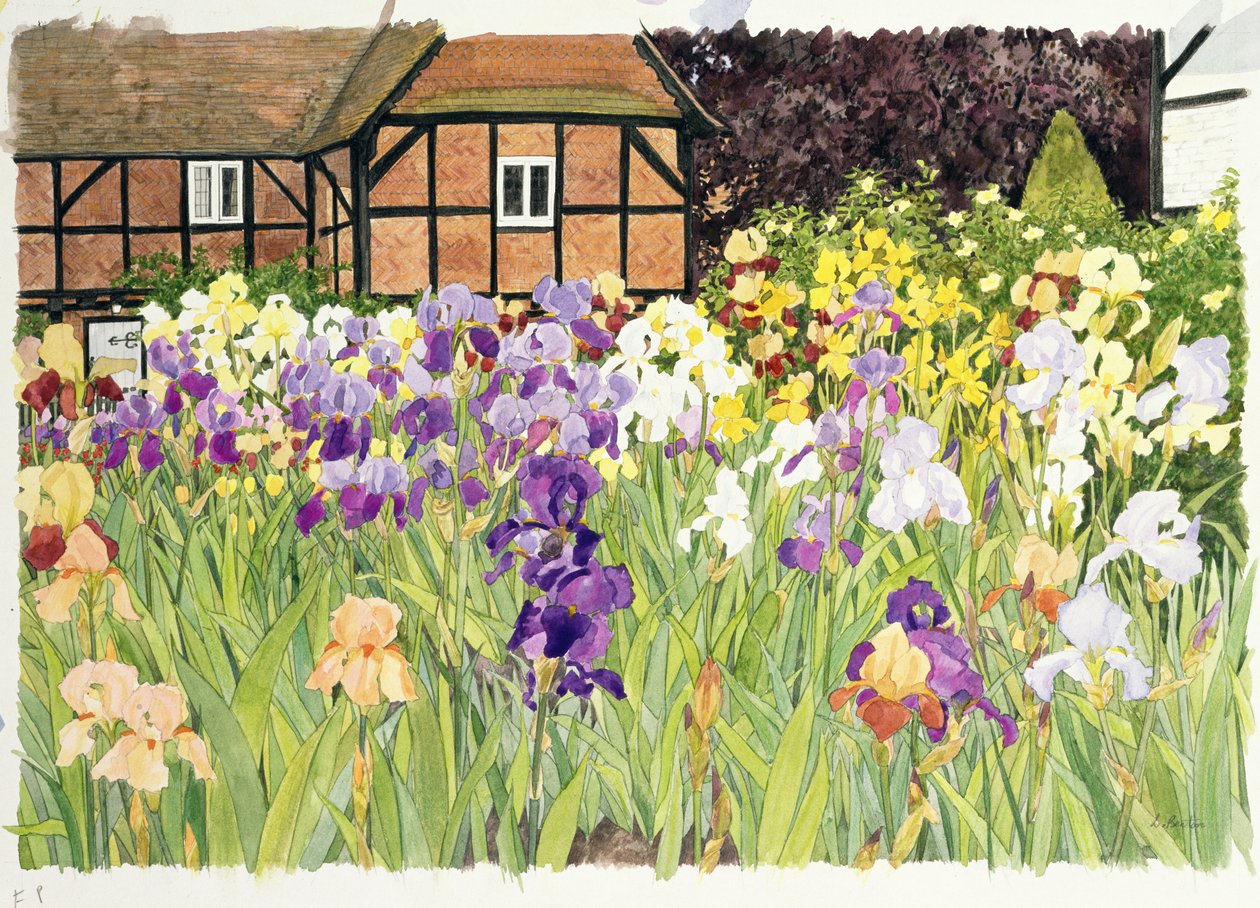 Iris (wc på papir) af Linda Benton