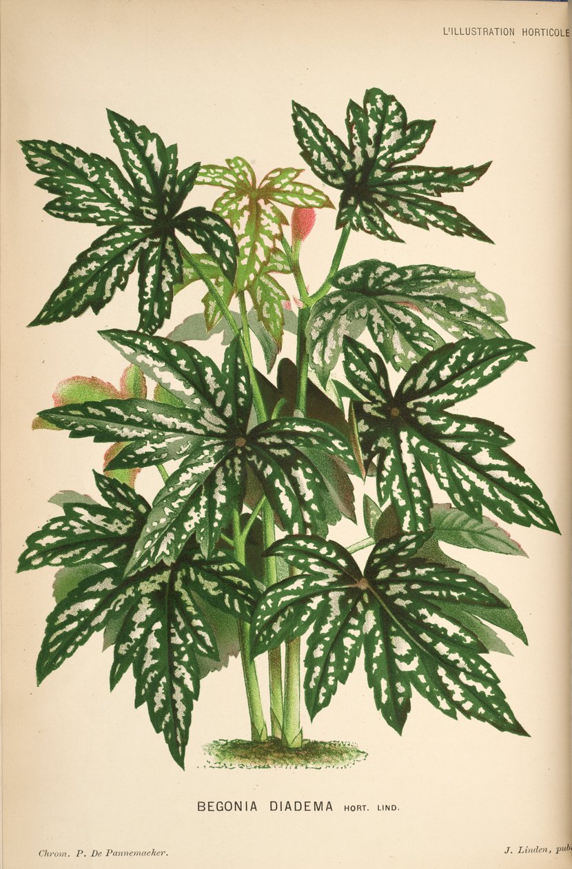 begonia diadem af Linden