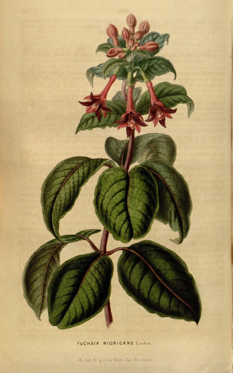 Fuchsia sylvatica af Linden